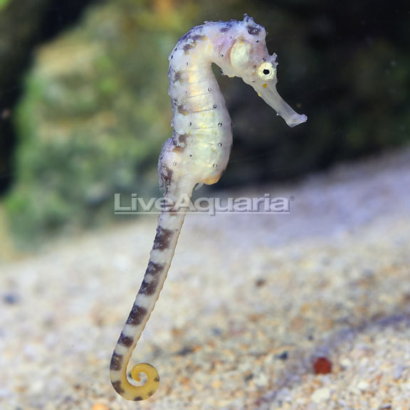 Tiger-Tail Seahorse - Captive-Bred
