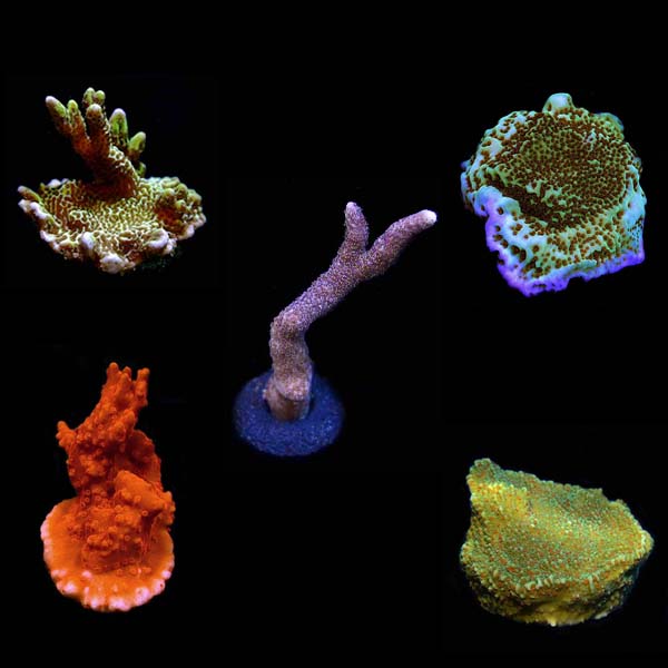 ORA® Aquacultured Assorted Montipora Frag 5 Pack ORA® Aquacultured Assorted Montipora Frag 5 Pack