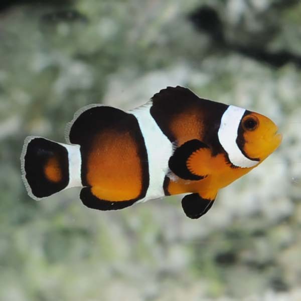 ORA® Captive-Bred Fancy Ocellaris Clownfish
