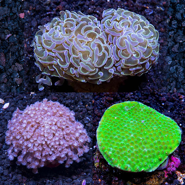 Assorted Maricultured LPS Coral 3 Pack Assorted Maricultured LPS Coral 3 Pack