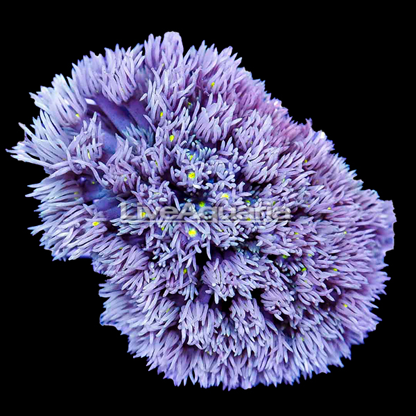 Flower Pot Coral, Blue/Purple