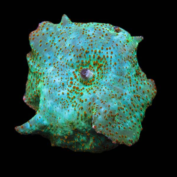 ORA® Aquacultured Emerald Green Mushroom Coral	