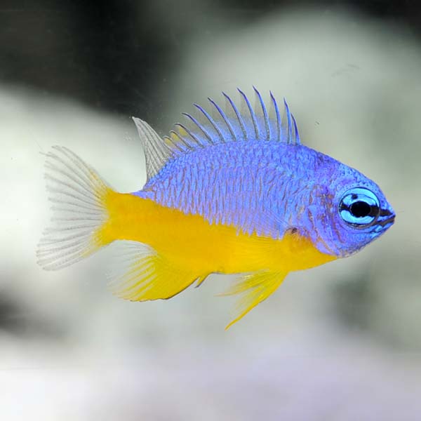 ORA® Captive-Bred Azure Damselfish ORA® Captive-Bred Azure Damselfish