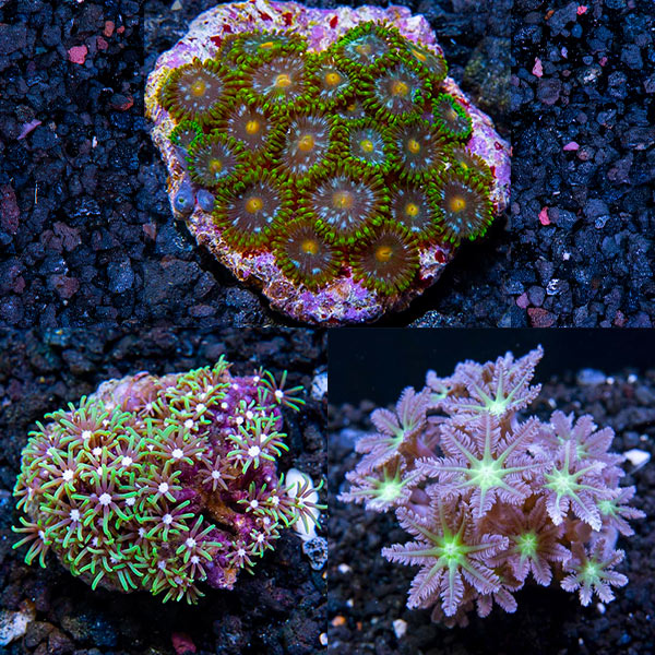 Premium Maricultured Polyp 3 Pack Premium Maricultured Polyp 3 Pack