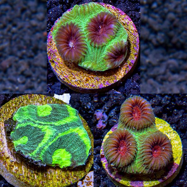 Premium Aquacultured Brain Coral Packs Premium Aquacultured Brain Coral Packs