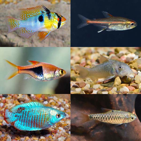 LiveAquaria® Premium Plant Safe Peaceful Freshwater Fish Packs