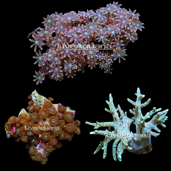 Coral Frag 3 Pack, Houdini Edition