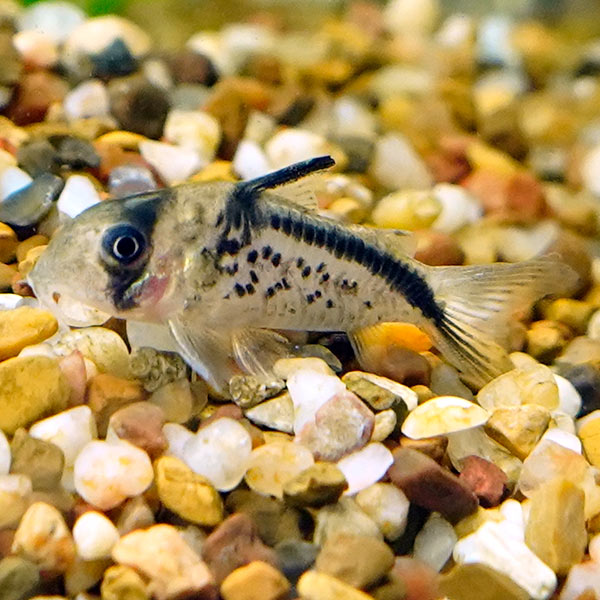 Loxozonus Catfish