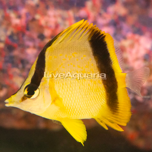 Marcella Butterflyfish