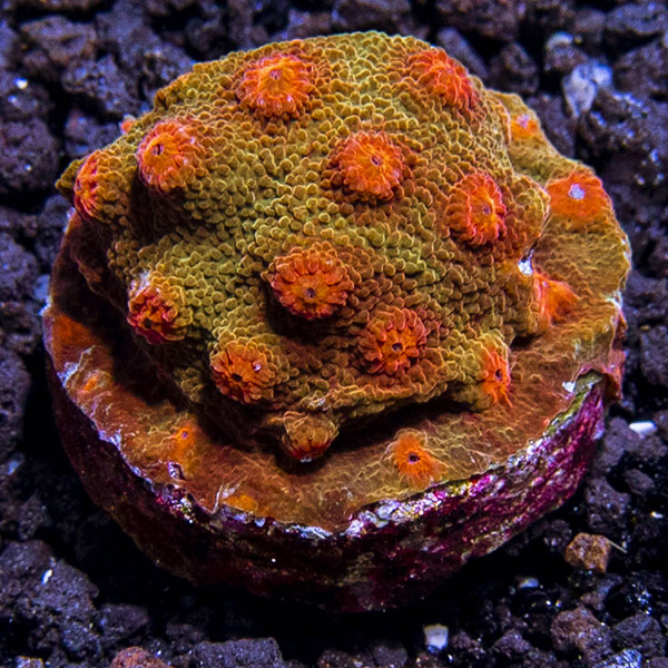 LiveAquaria® CCGC Aquacultured Green and Orange Cyphastrea Coral 