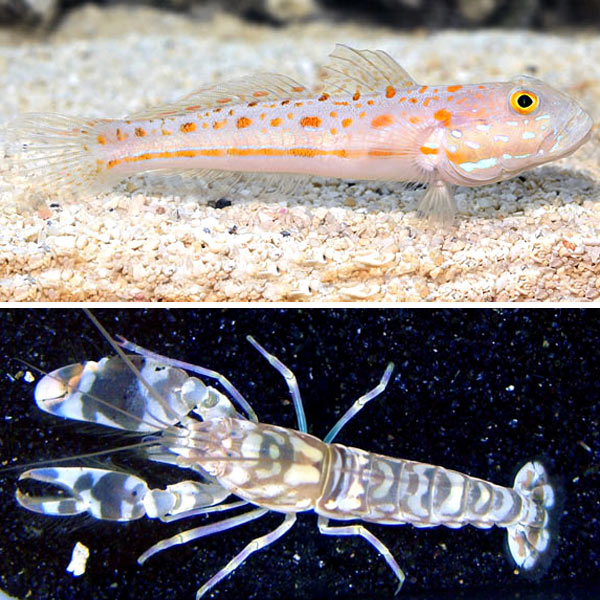 Goby and Shrimp Bundle