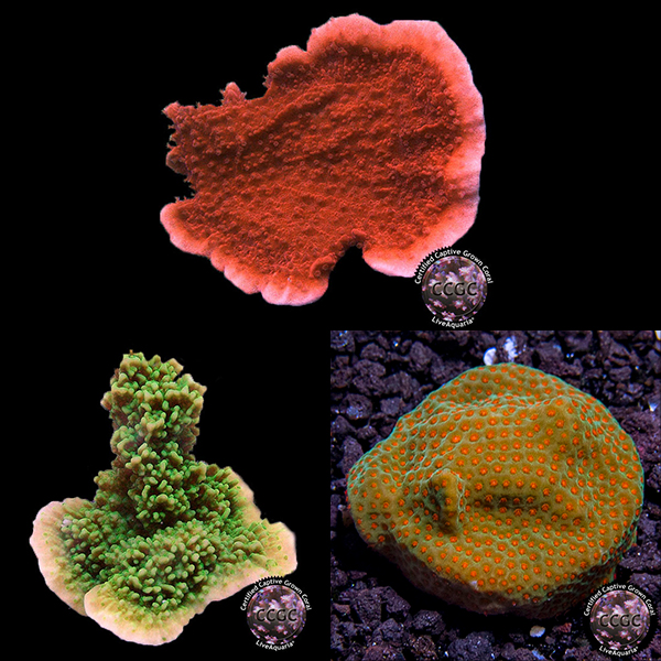 LiveAquaria® Montipora Coral Pack LiveAquaria® Montipora Coral Pack
