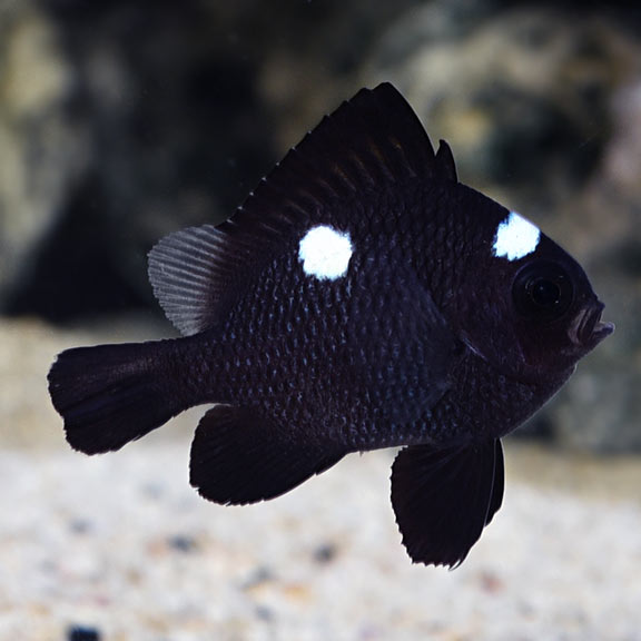 Three Spot Domino Damselfish Three Spot Domino Damselfish