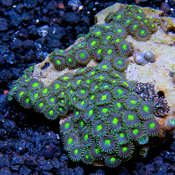 Colony Polyp Zoanthus Corals Colony Polyp Zoanthus Corals