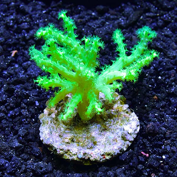 Biota Aquacultured Yellow and Green Sinularia Coral