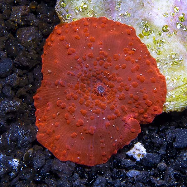 Super Red Mushroom Coral