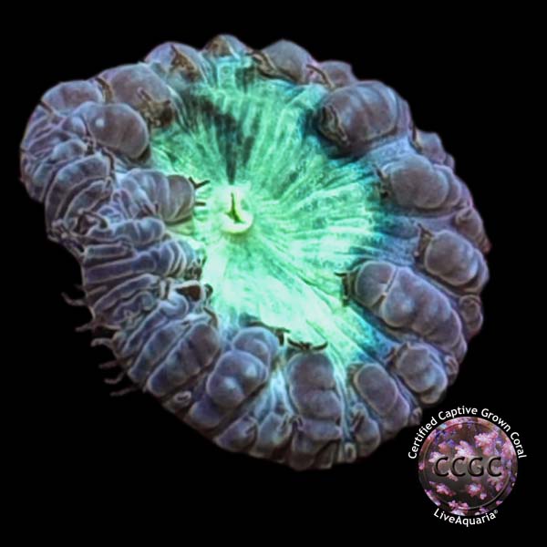 LiveAquaria® CCGC Aquacultured Purple Australian Big Polyp Blastomussa Coral