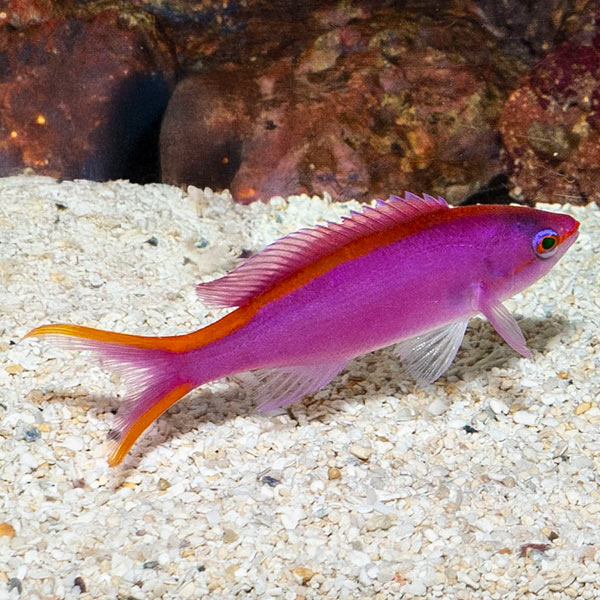 Queen Purple Anthias