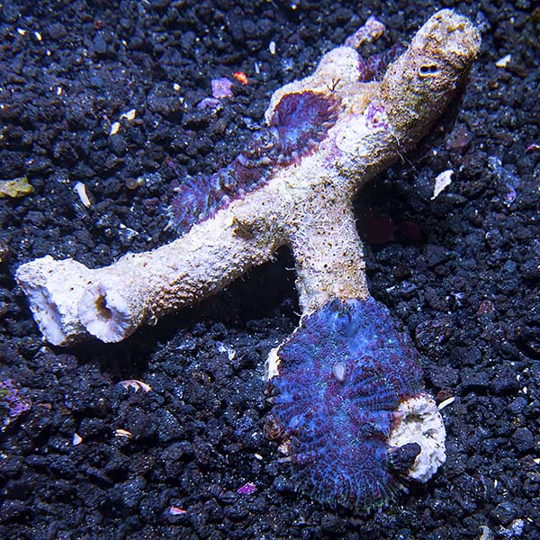 Multicolored Bullseye Rhodactis Mushroom Coral