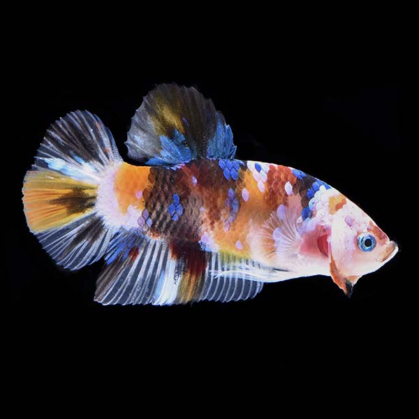 Ultra Premium Plakat Galaxy Betta - Male Ultra Premium Plakat Galaxy Betta - Male