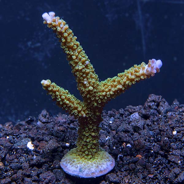 ORA® Aquacultured Stuber Acropora Coral ORA® Aquacultured Stuber Acropora Coral
