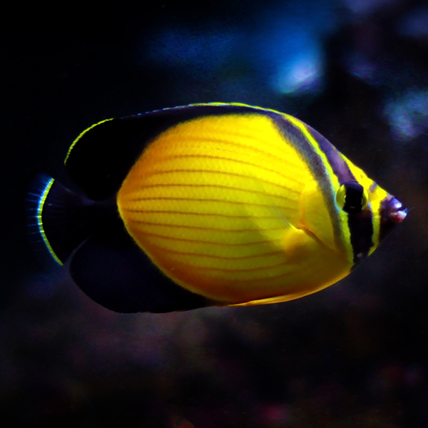 Arabian Butterflyfish