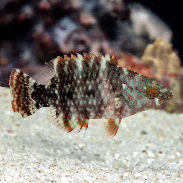 Broomtail Wrasse