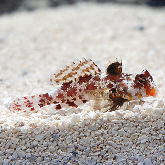ORA® Captive-Bred Red Scooter Dragonet