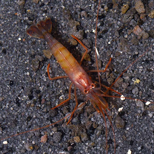 Peppermint Shrimp Peppermint Shrimp
