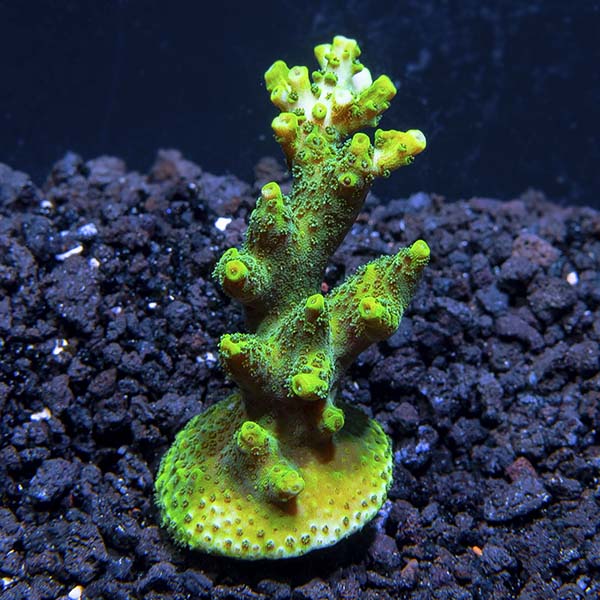 ORA® Aquacultured Green Planet Acropora Coral