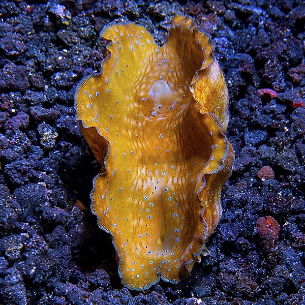 ORA® Aquacultured Gigas Clam ORA® Aquacultured Gigas Clam
