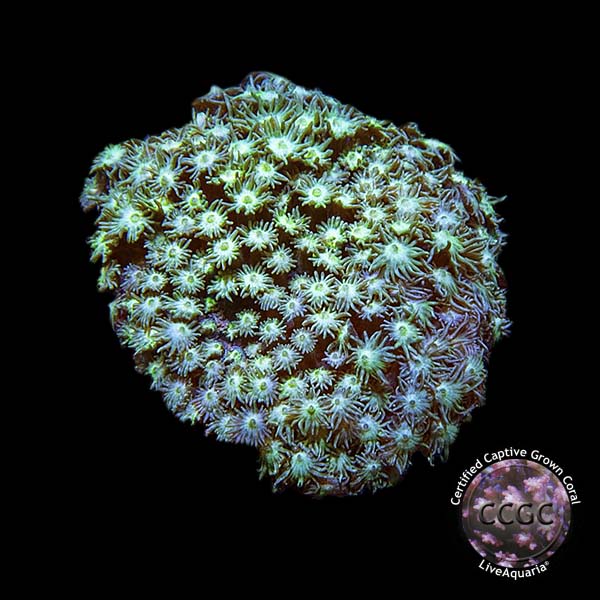 LiveAquaria® CCGC Aquacultured Green Goniopora Coral