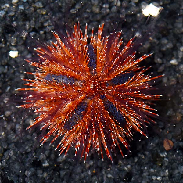 ORA® Aquacultured Red Tuxedo Urchin