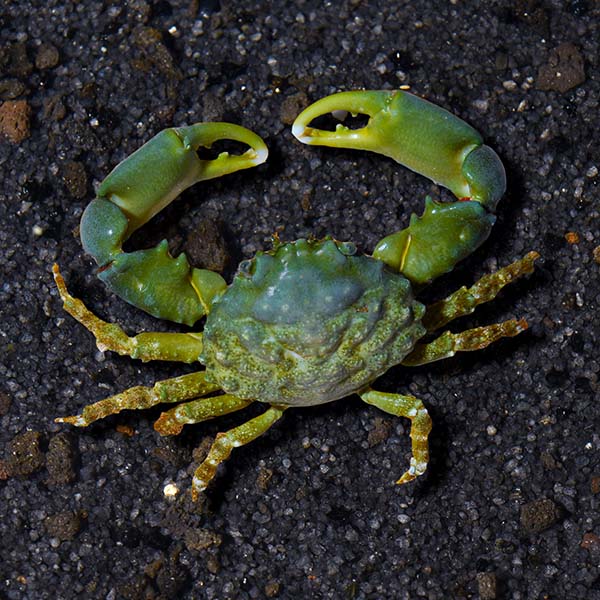 Emerald Crab Emerald Crab