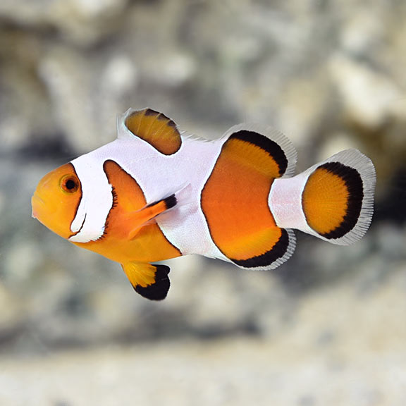 Davinci Clownfish, Captive-Bred Davinci Clownfish, Captive-Bred