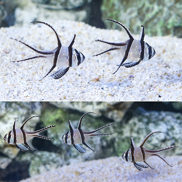 Kaudern’s Cardinalfish Trio with 2 FREE Kaudern’s Cardinalfish
