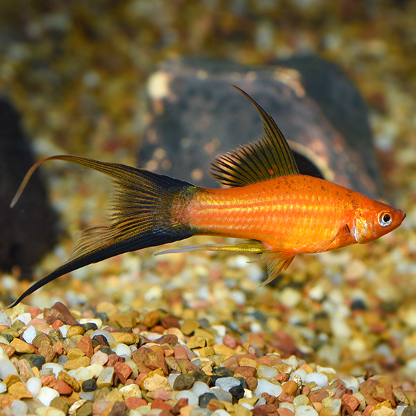 Red Lyretail Swordtail Group