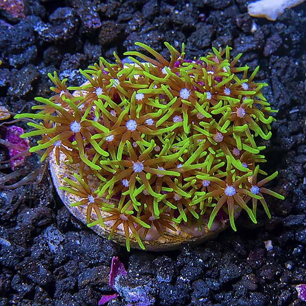 LiveAquaria® CCGC Aquacultured Neon Green Starburst Polyp, Short Tentacle Coral