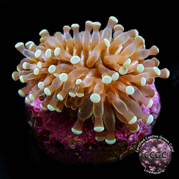 LiveAquaria® CCGC Aquacultured Grape Cristata Coral