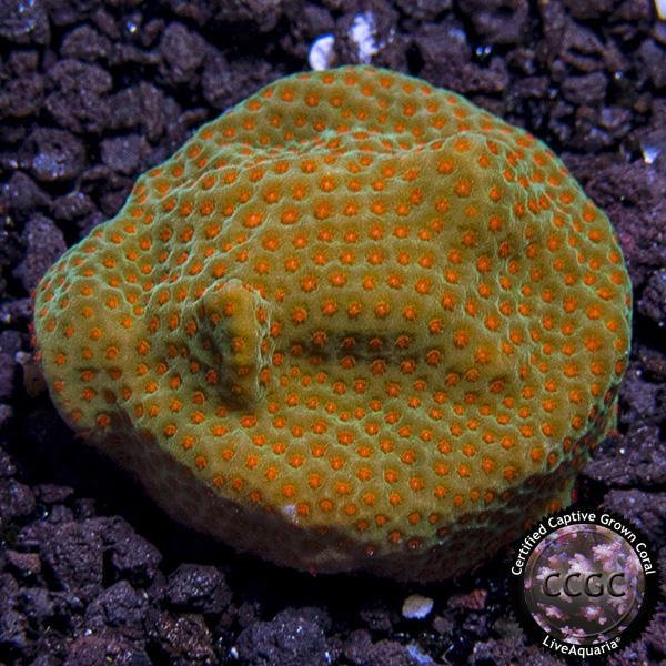 LiveAquaria® CCGC Aquacultured Orange Polyp Montipora Coral
