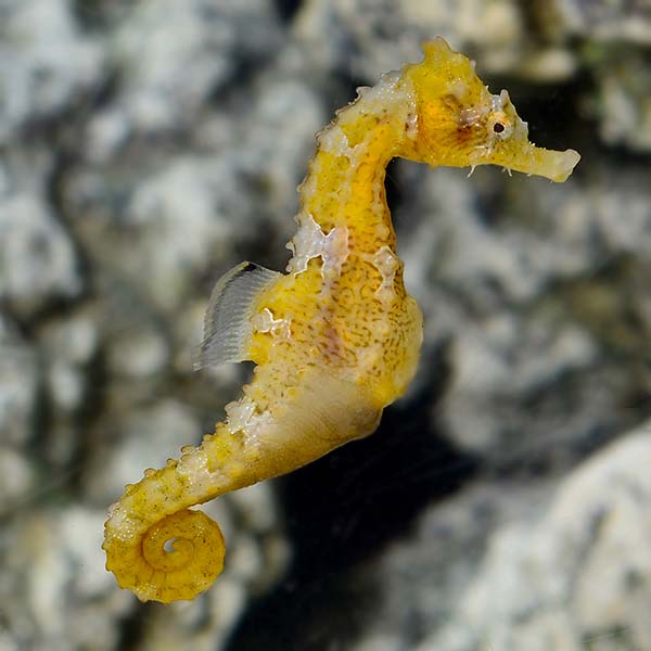 Captive-Bred Lined Seahorse Captive-Bred Lined Seahorse