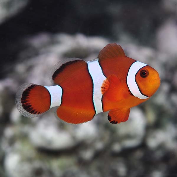  Captive-Bred Blood Orange Clownfish