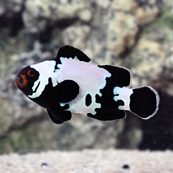 ORA® Captive-Bred Premium Black Snowflake Clownfish