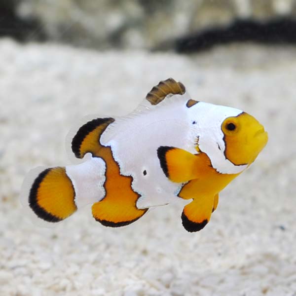 ORA® Captive-Bred Premium Snowflake Clownfish
