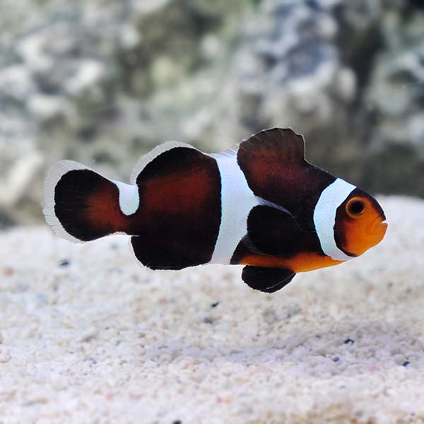 ORA® Captive-Bred Misbar Caramel Clownfish