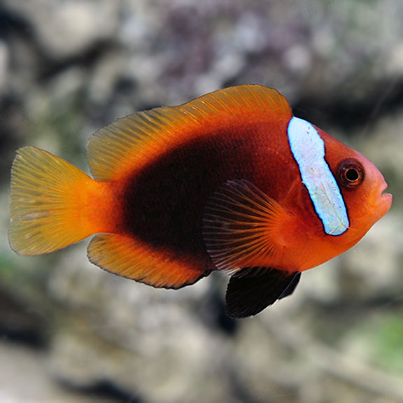 Proaquatix Captive-Bred Cinnamon Clownfish