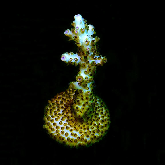 ORA® Aquacultured Laura's Purple Polyp Acropora Coral ORA® Aquacultured Laura's Purple Polyp Acropora Coral