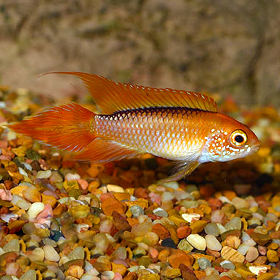 Dwarf Agassizii Flame Red
