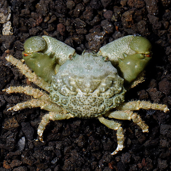 Emerald Crab