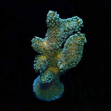 ORA&reg; Aquacultured Green Stylophora Coral